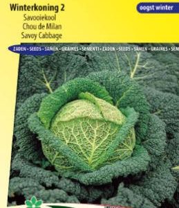 savoy_cabbage_winterkoning_2_full